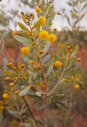 Acacia melleodora flowers