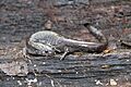 Ambystoma texanum