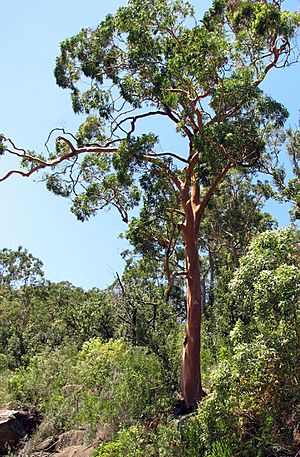 Angophora costata-tree.JPG