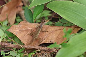 Anolis concolor.jpg