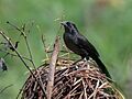 Anumara forbesi - Forbes's Blackbird; Tamandaré, Pernambuco, Brazil