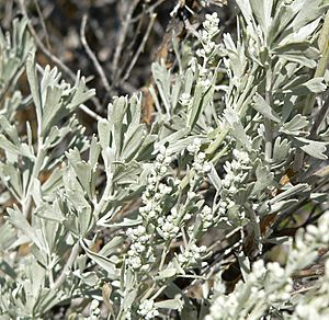 Artemisia tridentata 2