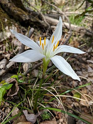 Atamasco Lily (Rain Lily), Canady Branch, Francis Marion National Forest, South Carolina, USA.jpg