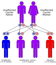 genotype definition for kids