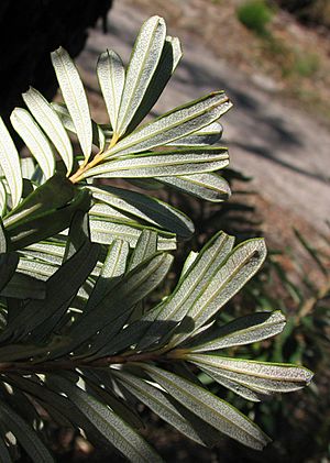 Banksia marginata leaves under