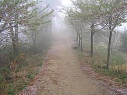 Banya-San, Nonsan- Foggy Path