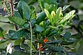 Barringtonia acutangula (Freshwater Mangrove) in Hyderabad W IMG 8318