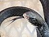 Closeup of head of Black Racer snake flicking its tongue
