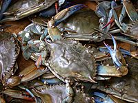 Blue crab on market in Piraeus - Callinectes sapidus Rathbun 20020819-317.jpg