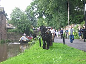 Boathorse Queenie2