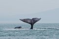 Bowhead whales cavorting in the coastal water of north western Sea of Okhotsk by Olga Shpak, Marine Mammal Council, IEE RAS