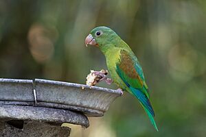 Brotogeris jugularis -Panama -feeding-8