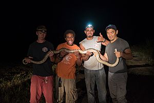 Bun Lai hunting invasive python