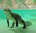 Caiman crocodilus Tropicario 2