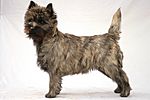 A small mottled brown dog.