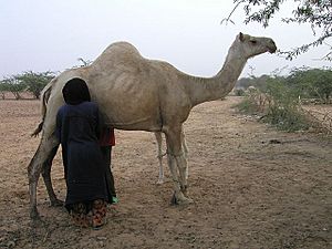 Camel milking in Niger