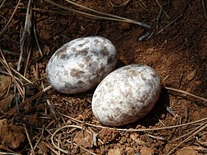 Caprimulgus europaeus -Beldibi, Mugla, Turkey -two eggs in a nest-8 (3)