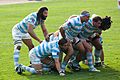 Facing right a group of seven men, in blue and white hooped jersesy, bind together and crouch to form a scrum, the eighth player stands behind them observing the off-picture opposition.