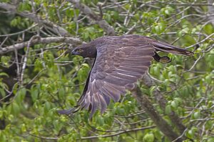 Changeable Hawk Eagle Sunderbans National Park West Bengal India 23.08.2014