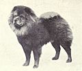 Chow-Chow from 1915