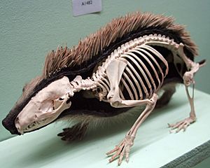 Cmglee Horniman hedgehog skin skeleton