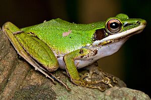 Copper Cheeked Tree Frog.jpg