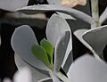 Cotyledon orbiculata 01 Pengo