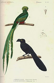 Cuvier-53-Quetzal pavonin et Ani des palétuviers
