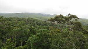 Daintree Rainforest, Queensland - panoramio (2)
