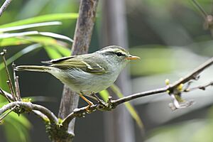 DavisonsLeafWarbler-2024-03-14.jpg