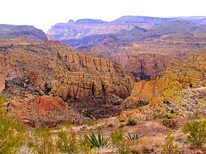 Desert Foliage And Canyon In Arizona