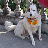Dog worship in Hinduism