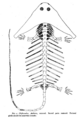 Douthitt Diplocaulus skeletal