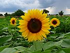 Drei Sonnenblumen im Feld