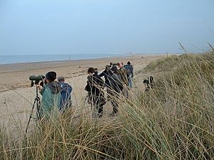 Dune edge on the Norfolk coast. - geograph.org.uk - 164964