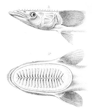 Echeneis neucratoides, Alfred Grandidier, 1885.jpg