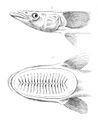 Echeneis neucratoides, Alfred Grandidier, 1885
