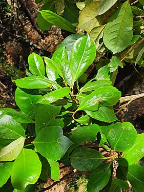Elaeocarpus dentatus var. obovatus foliage