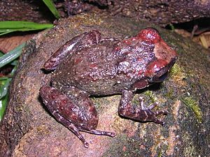 Eleutherodactylus turquinensis.jpg