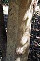 Endiandra virens bark