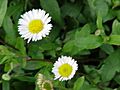 Erigeron karvinskianus2