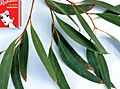 Eucalyptus diversifolia - adult leaves