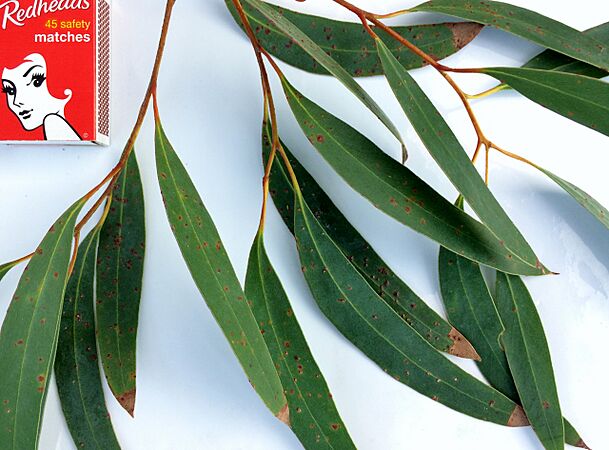 Eucalyptus diversifolia - adult leaves