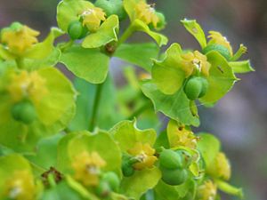Euphorbia esula bluete