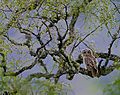 Flickr - Rainbirder - Tawny Owl (Strix aluco) recently fledged (1)