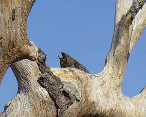 FontainebleauOwl