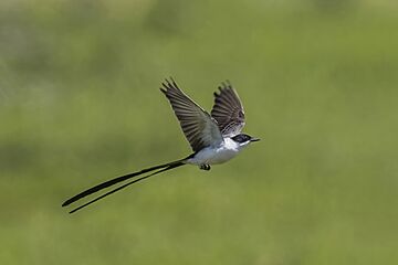 Fork-tailed flycatcher (Tyrannus savana monachus) in flight Cayo 2