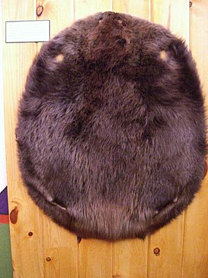 Fur trade museum beaver pelt