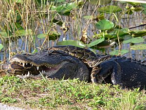 Gator and Python