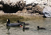 Giant Coot (408046403) (cropped)